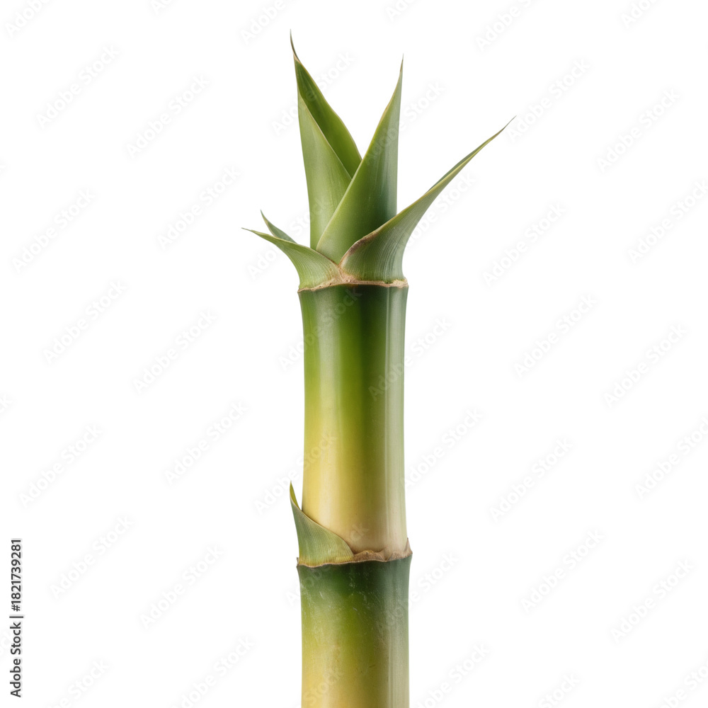 Obraz premium Fresh green bamboo shoot plant stalk isolated on transparent background