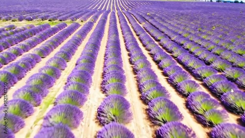 Aerial view of rows of lavender plants in a field on a sunny day