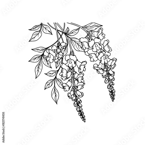 Wisteria flower illustration