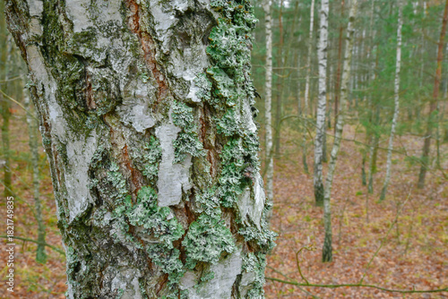 Fototapeta Naklejka Na Ścianę i Meble -  brzoza z porostem tarczownicy bruzdkowanej