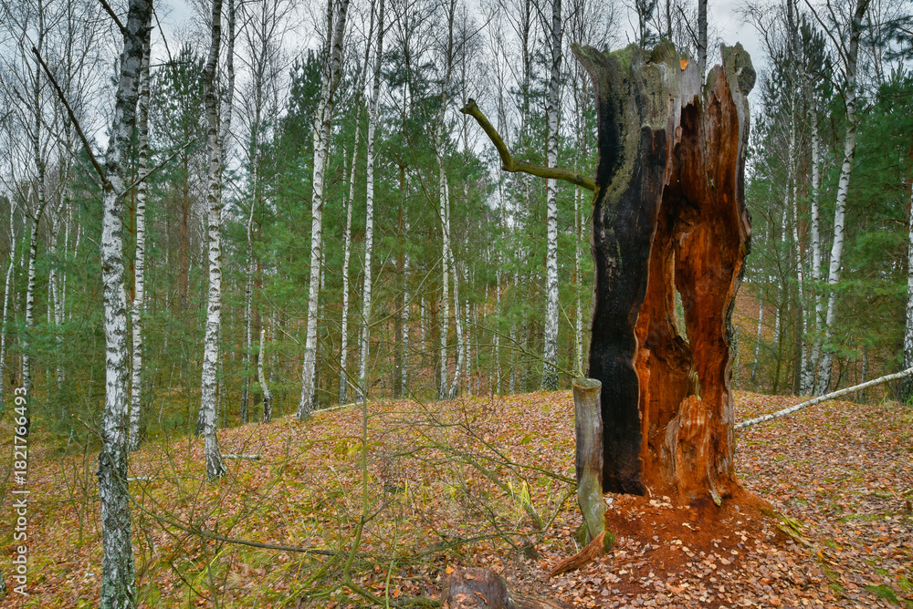 Obraz premium stare rozwalone drzewo 2
