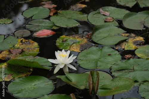 Ninfee sull'acqua di uno stagno.
