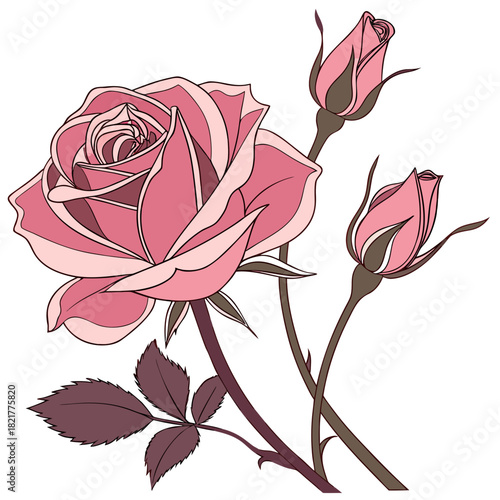 Elegant pink rose with two unopened buds and dark leaves on a white background vector illustration