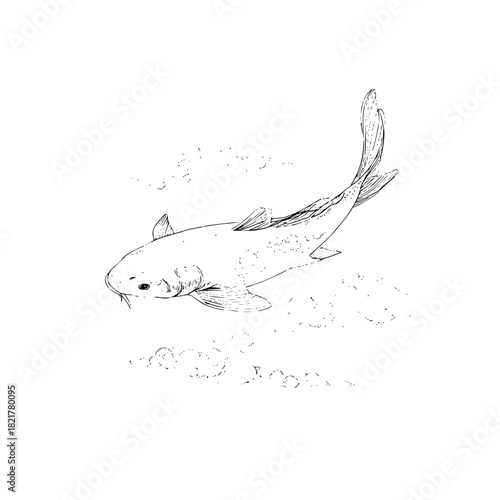 Hand drawn koi fish sketch