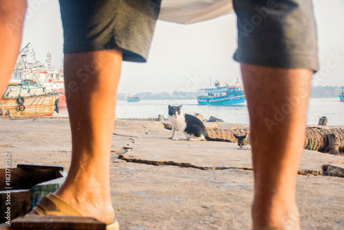 One of the fish market cats