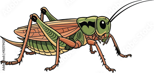 Green grasshopper vector illustration insect art wildlife design nature graphic entomology icon