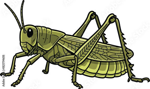 Green grasshopper vector illustration insect art wildlife nature entomology