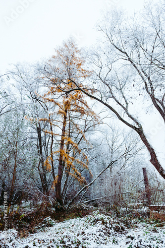 Yellow-Leaf Tree Standing in Snowy Winter Landscape
