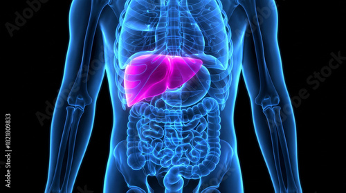 Human body anatomy with highlighted liver medical illustration of internal organs healthcare concept