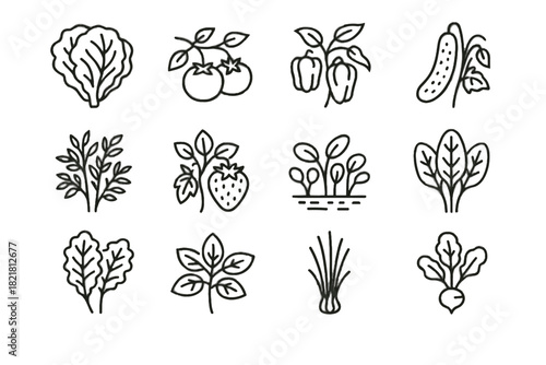 Kale farming tomatoes strawberries peppers chives icons vector herbs urban lettuce icon