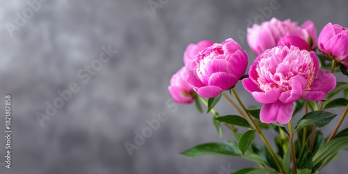 Stunning Peonies in Bloom: A Vibrant Display of Elegance and Natural Beauty Against a Soft Gray Background