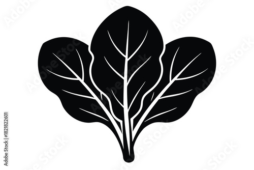 spinach vector icon illustration on white