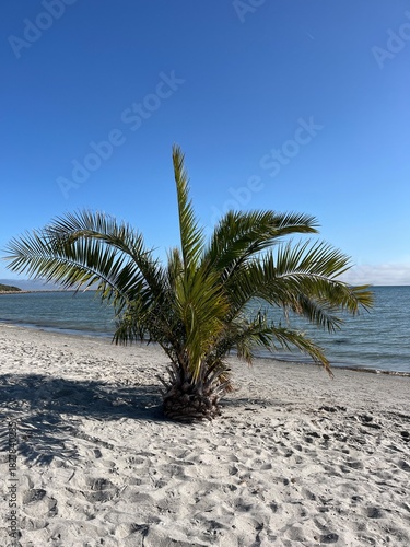 palm tree on the beach