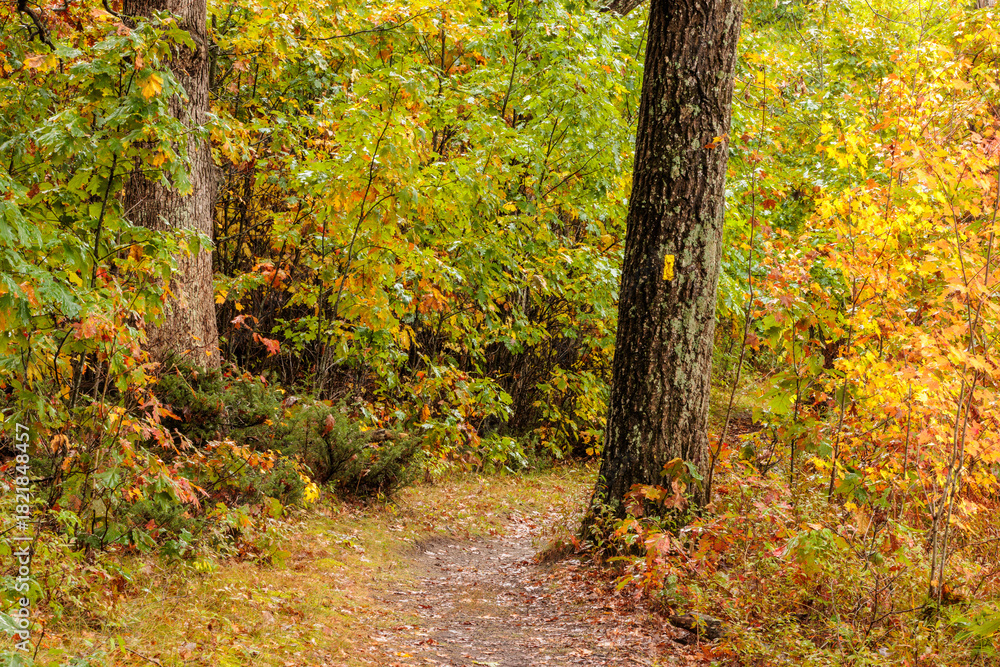 Fototapeta premium On the Ice Age National Scenic Trail, through the woodlands within the John Muir Memorial Park, Montello, Wisconsin in mid-October,, with the yellow marker on the tree indicating the trail.
