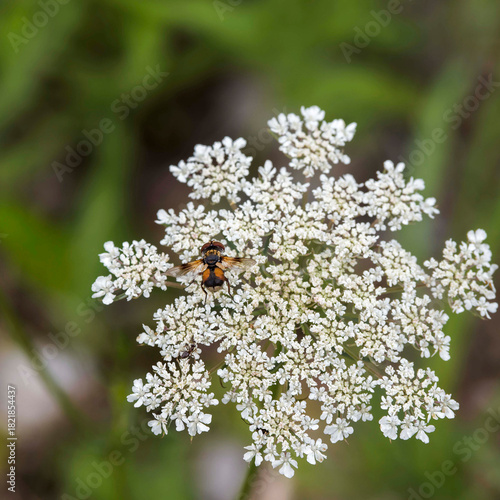  Ectophasia crassipennis ''Female' | Broad-winged tachinid fly feeding on nectar of an umbellifer flower (Daucus carota) in Southern Germany
