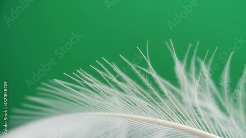 Firefly Magical effect - White transparent feathers are falling, and the very tips of the feather quills glow in the ethereal