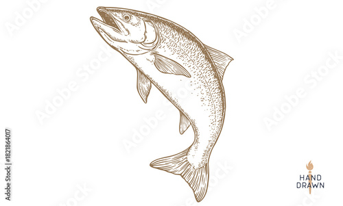 Salmon fish, seafood, sketch. Vintage retro print, seafood salmon fish sketch, sea life, ink pencil style drawing engrave old school sketch, hand drawn. Sketch artwork salmon fish. Vector Illustration