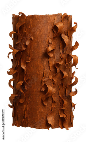 Peeling bark of paperbark maple showcases a rich, cinnamon-brown texture.