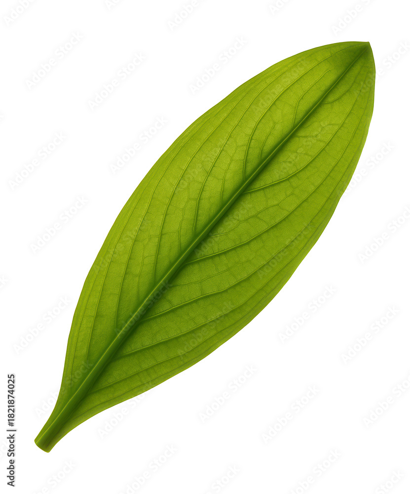 Fototapeta premium Elodea leaf featuring smooth, elongated edges and a translucent green hue.