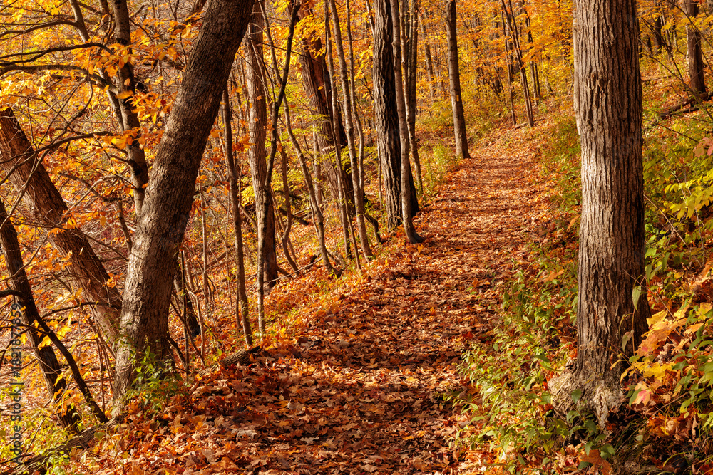 Obraz premium The Ice Age National Scenic Trail makes its way through the woods in Ridge Run Park, West Bend, Wisconsin in late October as the morning sun periodically casts shadows from the nearby trees