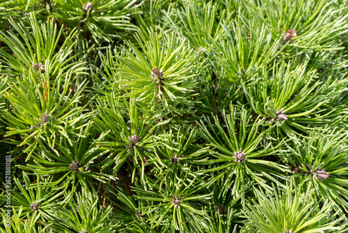Pine tree bonsai close up