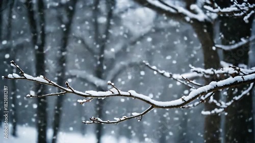 Wallpaper Mural A tree branch covered in snow in a quiet forest setting Torontodigital.ca