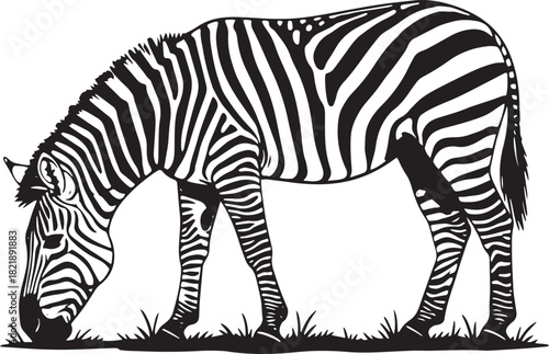 Zebra