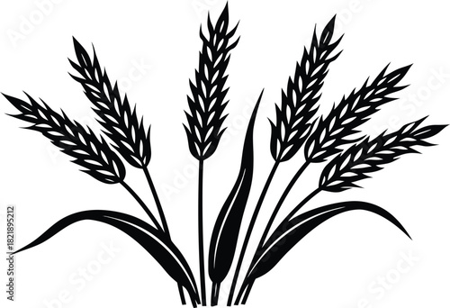 Cereal plants sketch vector collection. Hand drawn detailed art of oat, rice, wheat silhouette vector illustration