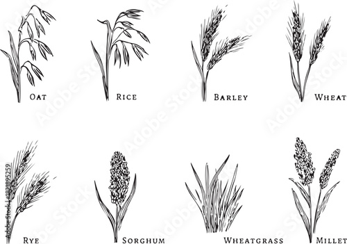 Cereal plants sketch vector collection. Hand drawn detailed art of oat, rice, barley, wheat, rye, sorghum, wheat, grass, millet silhouette vector illustration