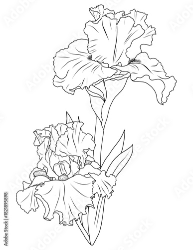 Bearded Iris Flowers