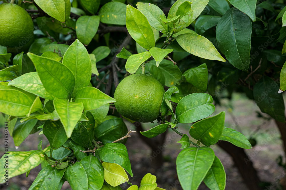 Fototapeta premium Green Citrus Fruit Growing on Tree Branch