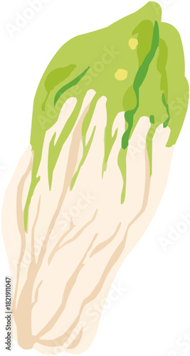 Indives Illustration vectorielle colorée d'un fruit  ou d'un légume.. Parfait pour jus, smoothies, cocktails, emballage de produits estivaux ou recettes de cuisine.. Légume Vert Feuille Frais