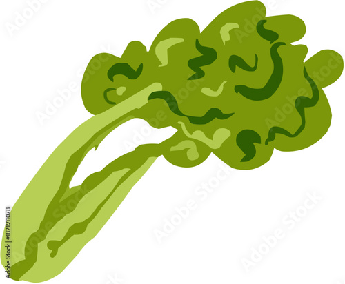 Salade Illustration vectorielle colorée d'un fruit  ou d'un légume.. Parfait pour jus, smoothies, cocktails, emballage de produits estivaux ou recettes de cuisine.. Légume Vert Feuille Frais