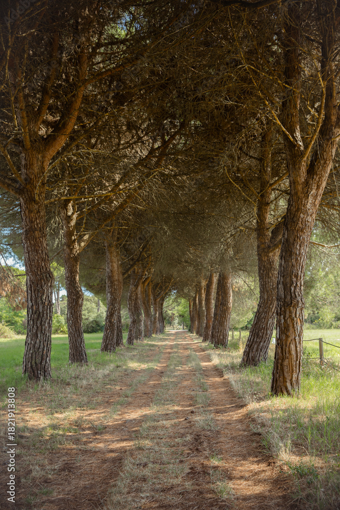 Naklejka premium Magical forest trail surrounded by tall Italian pine trees, a dreamy and peaceful place that feels both relaxing and full of adventure, inviting calm reflection or active outdoor escape.