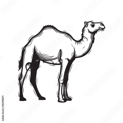 Single-humped dromedary camel illustration in black and white classic vintage woodcut style