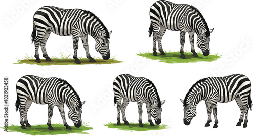 Detailed illustration set of grazing zebras eating grass on white background, wildlife animal artwork featuring realistic black and white striped patterns