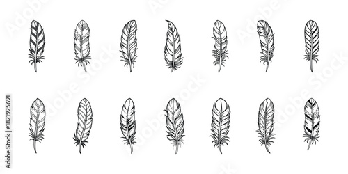 feather silhouette, Feathers vector, Bird Feather 