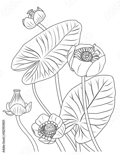 Yellow water lily Nuphar Lutea (1)