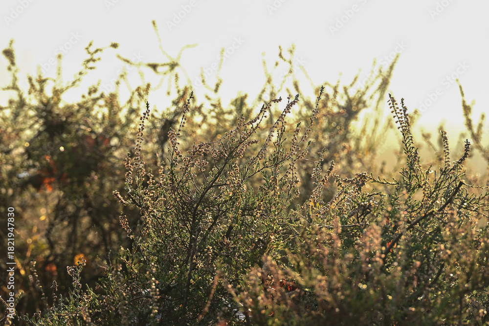 Fototapeta premium Close-up of Kempen Heather: Delicate Dewdrops and Frost Highlight the Autumn Foliage with Soft Morning Sunlight and Haze in the Boxtel Nature Reserve, Early November.