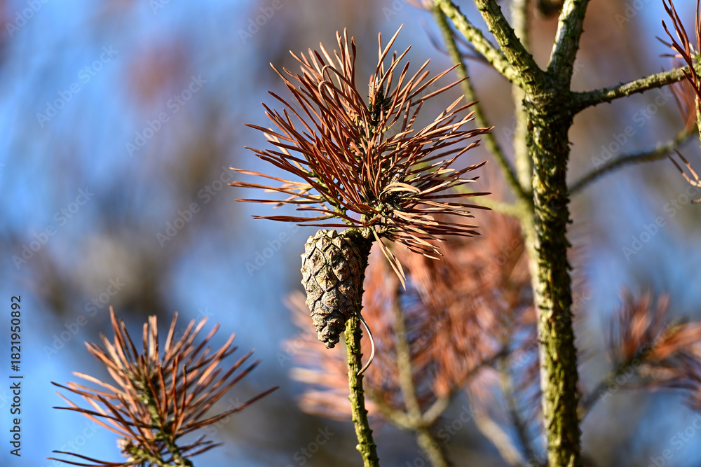Obraz premium Close-up of brown and green pine needles with a single cone, showing seasonal change in the Kampina in early winter.