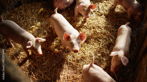 A group of adorable piglets exploring their strawfilled pen, their snouts twitching with curiosity