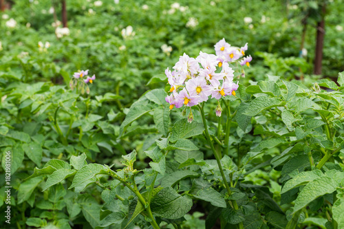 Vibrant Potato Flowers Blooming in Lush Garden