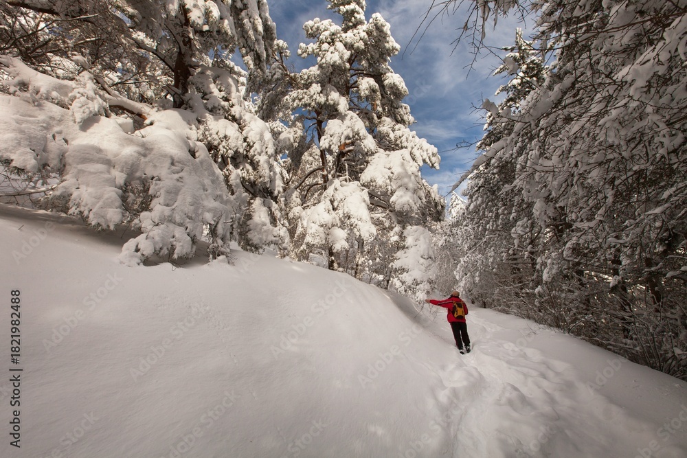 Fototapeta premium Winter forest against mountains with snowy trees
