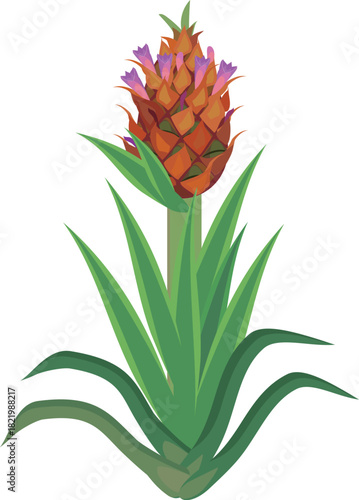 Pineapple plant (Ananas comosus) with inflorescence isolated on white background	