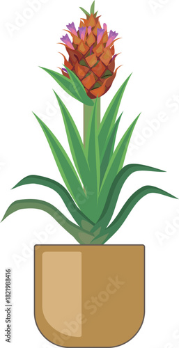 Pineapple plant (Ananas comosus) with inflorescence in pot  isolated on white background	