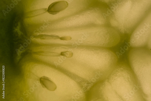 Abstract macro close-up of cucumber flesh and seeds in soft green tones. Fresh vegetable texture background with shallow depth of field.