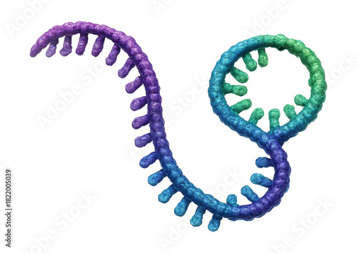 Single-stranded RNA featuring a notable internal loop region.