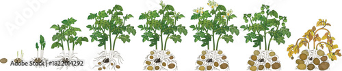 Life cycle of potato plant development from planting the tuber and sprouting to harvesting. Growth stages (phenophases) of potato plant isolated on white background	