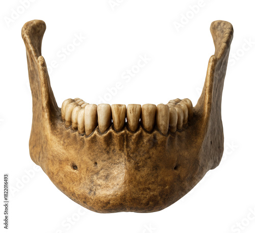 Fossilized human jawbone displaying teeth and chin prominence.