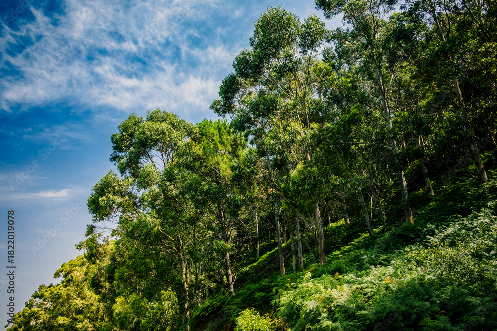Fototapeta premium Forêt d'Eucalyptus sur la côte Basque en Espagne